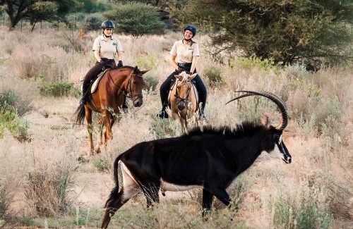 Otavi Hotel | Gabus Safari Lodge