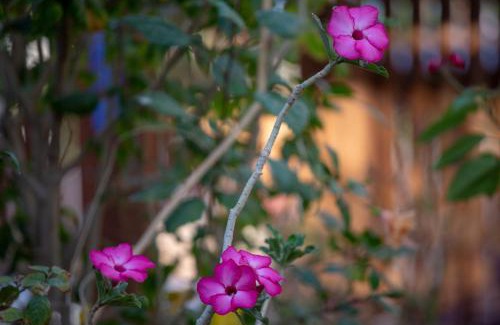 Neve Zohar Casa | Gil's Guest Rooms