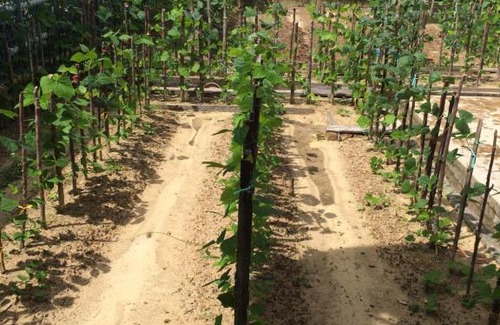 Sibu Casa | Golden Swan Sibu Homestay