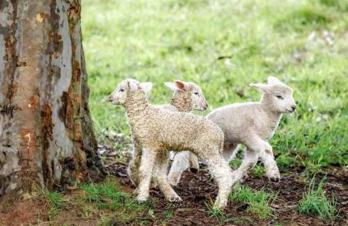 Main Ridge Apartamento | Gracie's Lane Villa 1