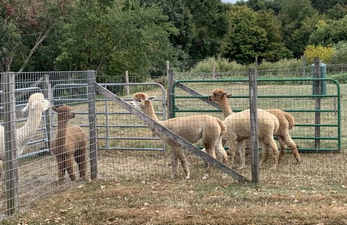 Bozrah Casa | Gracious, comfy, 1800’s Full Farmhouse