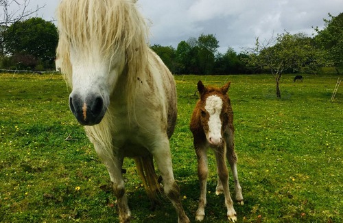 Cholet Casa | Grande Maison de Campagne LIN Piscine Chauffée Proche puy du fou