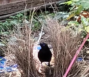 Mount Keira Casa | Guest suite-2 beds,private entry, bathroom & laundry