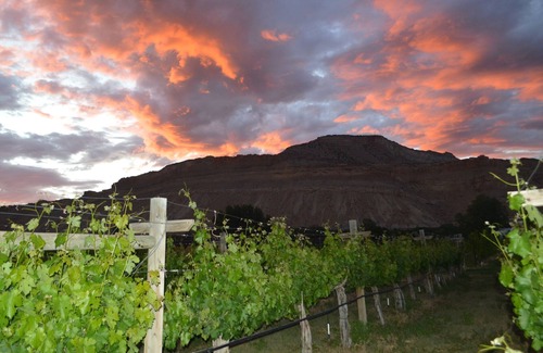 Palisade Cama Y Desayuno | Guest suite at Palisade Beach House Vineyard and Bed and Breakfast