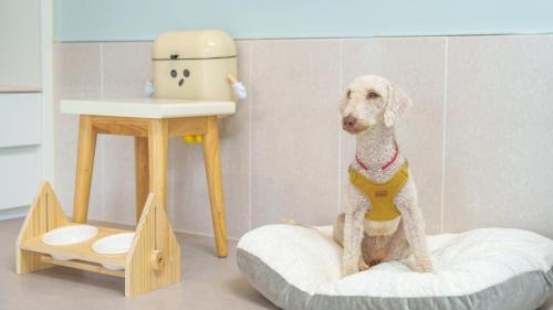 Gyeongsan Casa | gyeongsan stage-ipple pet pension
