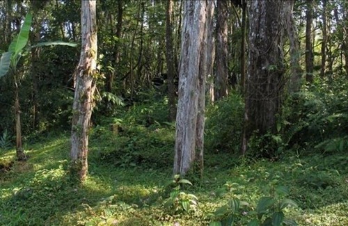 Nanawale Estates Casa | Hale Ohia Nui Relájese en completa privacidad en un bosque tropical