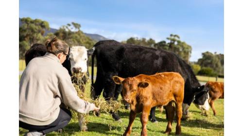 Halls Gap Casa | Halls Haven Tiny House 2 by Tiny Away