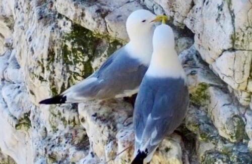 Flamborough Complejo | Happy Days Holidays