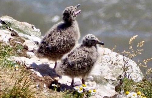 Flamborough Complejo | Happy Days Holidays