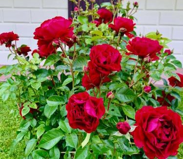 Parnu Casa | HelmiLoma