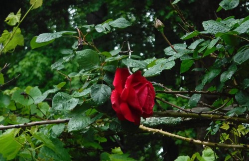 Brownsville Cama Y Desayuno | heritage room