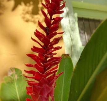 Barrio de Santiago Casa | Hermosa Casa Antigua con Piscina Tropical