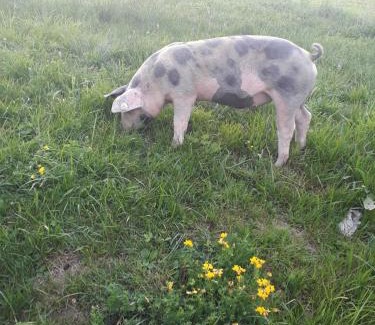 Almdorf Apartamento | Hoferbichlgut