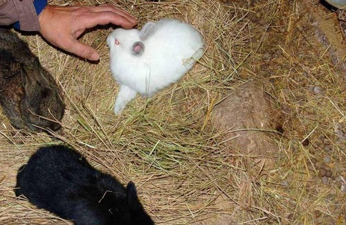 Guarda Casa | Homerez - Grande casa para 10 pers. con piscina en Vila Fernando