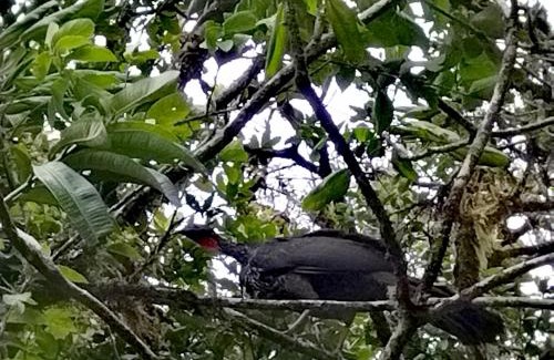 Quebrada Grande Casa | Hospedaje Bosque del Río