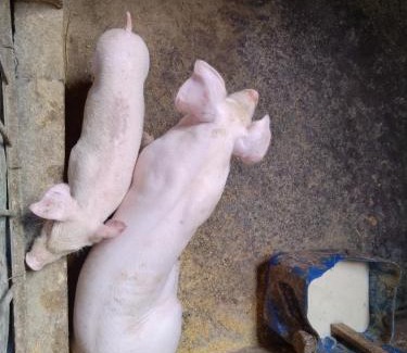 Quebrada Grande Casa | Hospedaje Bosque del Río