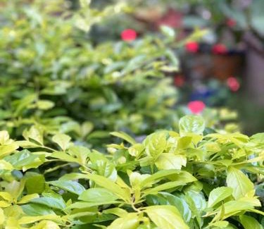 Esteli Casa | Hostal Familiar Ulua