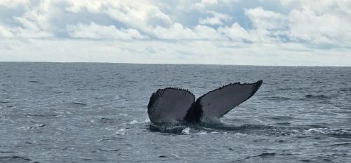 Bahia Solano Hotel | Hotel Bahía Yubarta
