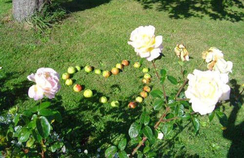 Ostseebad Ahrenshoop Casa | Hotel/Pension Bradhering