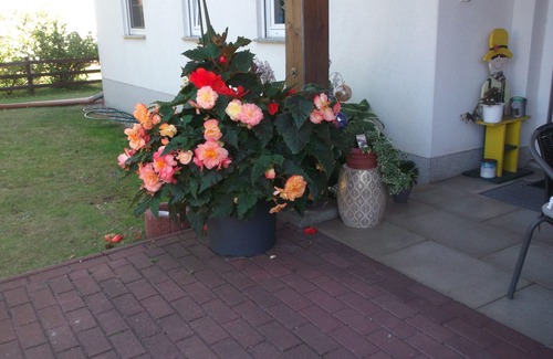 Guhrow Apartamento | House by the forest