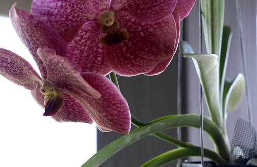 Kealakekua Apartamento | Si es hora de descansar y relajarse, no busques más.