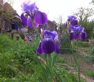 Gardonne Apartamento | Iris Meadow Cottage