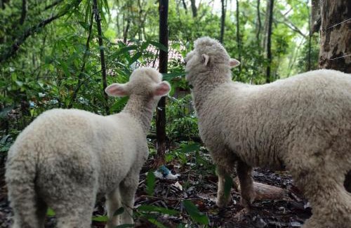 Maquine Chalet De Esquí | Janela do céu chalés