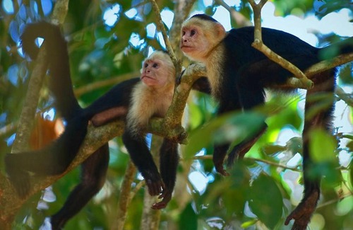Playa Matapalo Cama Y Desayuno | Jardín de los Monos