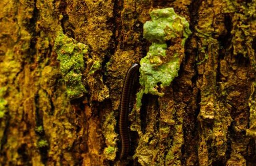 Cabuya Casa | Jungle Lodge