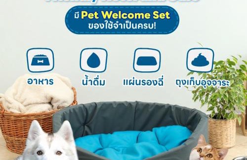 Chiang Mai Hotel | Ketawa Pet Friendly Hotel