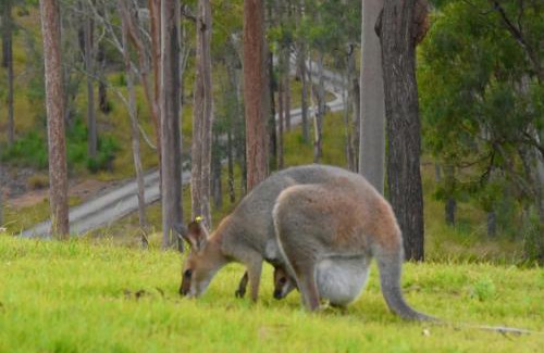 Scenic Rim Regional Cabina | Ketchup's Bank Glamping