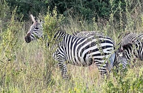 Kaabong Cabina | Kidepo Adere Lodge