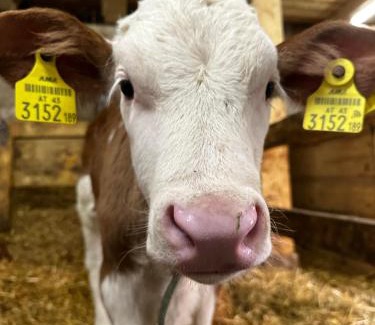 Aich Casa | Klöckhof