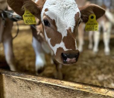 Aich Casa | Klöckhof