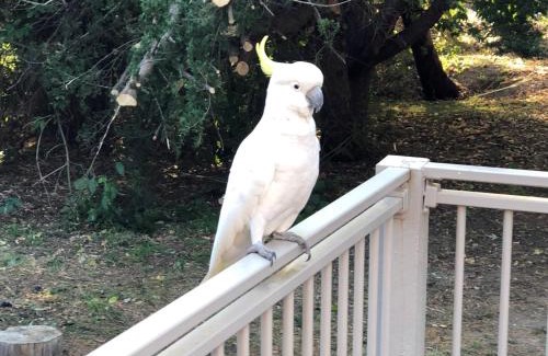 Halls Gap Casa | Kookaburra Retreat