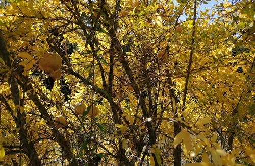 Olba Casa | La Casirria