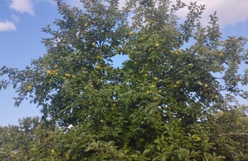 Saint-Aigulin Casa | La Coraillaise