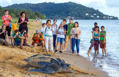 Remire Montjoly Apartamento | La Fraîcheur d'Alizé - Piscine - Plage - Jardin
