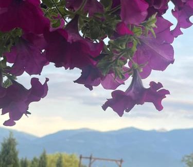 Voila Casa | La Izvoare Pensiune-Păstrăvărie