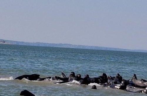 Le Crotoy Apartamento | La marine