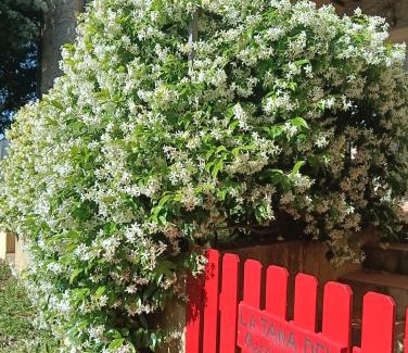 Montescudaio Apartamento | La tana del riccio