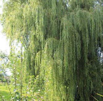 La Cavada Apartamento | La Ventanita Del Campo