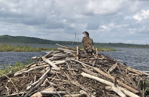 Loon Lake Casa | Cabañas frente al lago en alquiler, con puerto deportivo privado - Cabaña 2