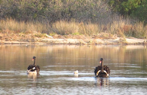 Lakes Entrance Hotel | Lakes Entrance Waterfront Cottages with King Beds