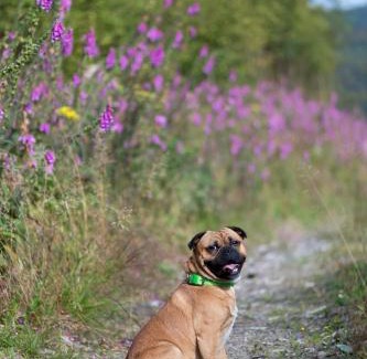 Langewiese Hotel | Landhotel Flora & Fauna