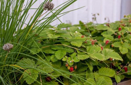 Fredrikstad Apartamento | Large, quiet and centrally located apartment