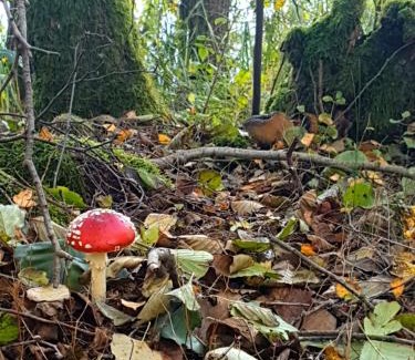 Gostycyn Villa | Leśny Azyl Bory Tucholskie