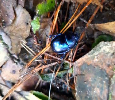 Gostycyn Villa | Leśny Azyl Bory Tucholskie