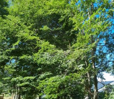 Province of Tierra del Fuego Casa | LengaUsh