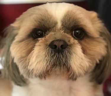 Tourrettes-sur-Loup Hotel | Les Belles Terrasses